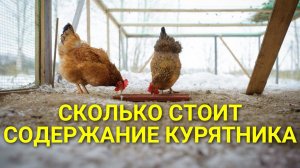 Сколько стоит содержание курятника на даче #сезонконтентаRUTUBE