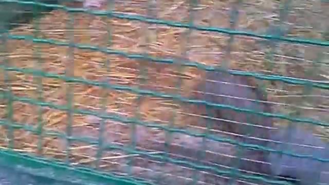 рок звезды на сцене смотреть онлайн