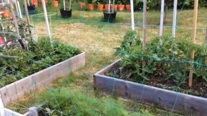 Как поставить опорную сетку для огурцов / 11 Июня 2016