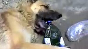 восточно европейская авчарка))