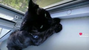 Домашняя пантера