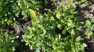 ОБРИЕТА (АУБРЕЦИЯ) ЦВЕТУЩИЙ КОВЕР И  ШИКАРНЫЙ МНОГОЛЕТНИК.