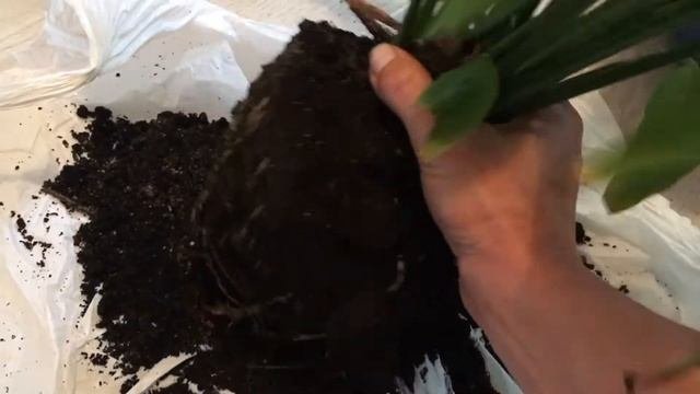 СПАТИФИЛЛУМ. ПЕРЕСАДКА. УХОД. СЕКРЕТ ЦВЕТЕНИЯ