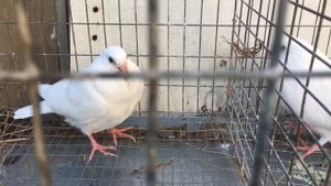 Заразный насморк у голубей(гемофилез),лечение.