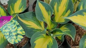 Hosta- Funkia: Queen Josephine, Blue Cadet, First Frost, Beach Boy, Delta Down, Colored Hulk i inne