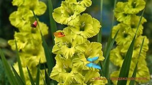 Гладиолус крупноцветковый Грин Стар (gladiolus) ? обзор: как сажать, луковицы гладиолуса Грин Стар