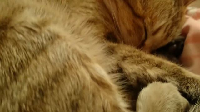 Мурочка спит))) MOV 0073 смотреть онлайн