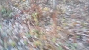 Проверка петель на рябчика #2