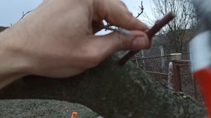 самая Простая Прививка Дерева Дрелью