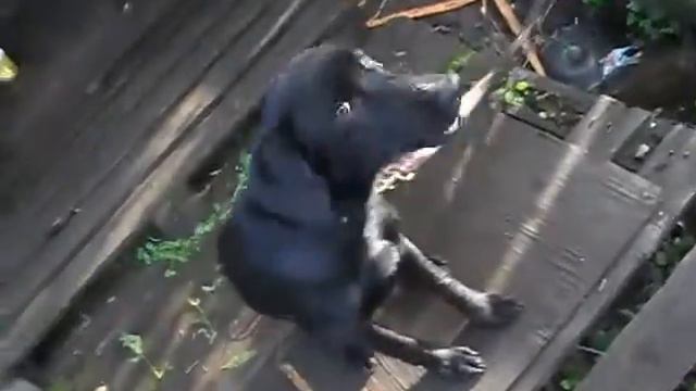 прикол!!!! Собака хавает макухи.avi смотреть онлайн