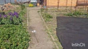 Обустройство бахчи под спанбонд. Арбузы и дыни ранних сортов для нашего климата. Работа в огороде.
