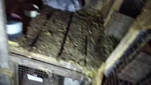 Что делать если кролик не ест, не пьет.