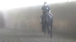 Double Dutch Fabulous Friesian Sporthorse Prospect For Sale