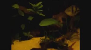 Барбус крестовый