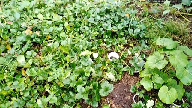 Ч. 86.Кот Артемон ищет добрую Мальвину. 21.08.20 смотреть онлайн