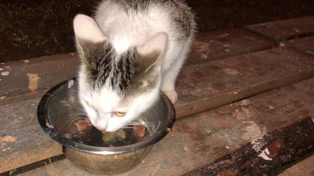 Кошачьи ласки котёнка по имени Бантик и киски Маси на канале Фрося, Глаша и Дуняша