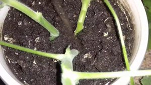 Ампельная Герань Сажаем Черенками в землю