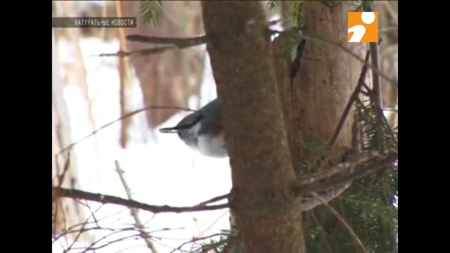 Поползень в Твери смотреть онлайн