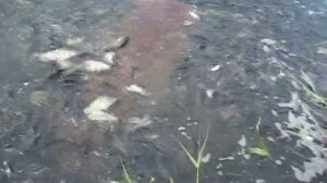Рыбалка в Волгоградской обл.