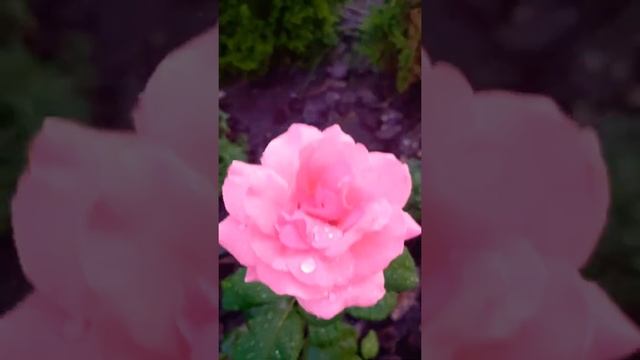 Роза сорта " Квин Элизабет " под дождём. " Queen  Elizabeth " rose.