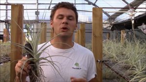 Tillandsia straminea (Planta Brutt video 36) Español