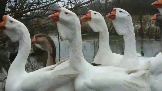 ХОЛМОГОРЫ. ГУСИ ХОЛМОГОРСКОЙ ПОРОДЫ. 4 січня 2020 р.