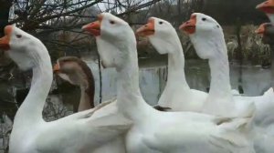 ХОЛМОГОРЫ.    ГУСИ ХОЛМОГОРСКОЙ ПОРОДЫ.        4 січня 2020 р.