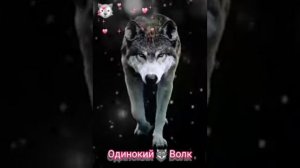 Вдуше Одинокий Волк 🐺