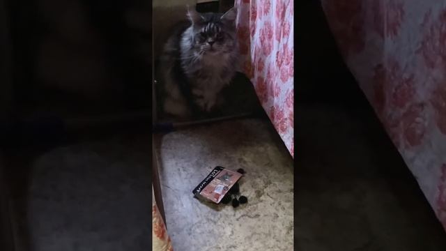 Переводим кота Малыша на российский корм Winner от Мираторга #мэйнкун #кормдлякошек #мираторг