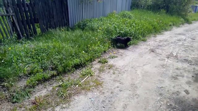 9.ПРОГУЛКА!!!!ШИКАРНОЕ ЦВЕТЕНИЕ КЛУБНИКИ!!!НЕБОЛЬШОЙ ОБЗОР ДВОРА,БЕСЕДКИ,ОГОРОДА-ДЕЛА ЖИТЕЙСКИЕ!!!! смотреть онлайн