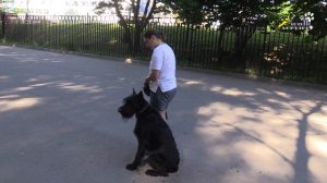 Обучение двух владельцев, повороту налево, и так же обучение собаки команде рядом