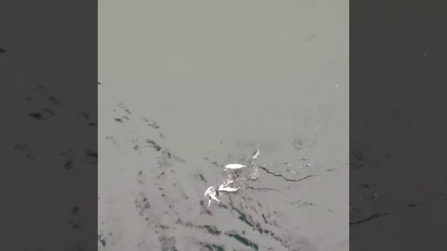 Рыбалка у берегов Дании. Ловля скумбрии на селёдочную снасть. Fishing In Denmark Mackerel Catching.