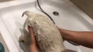 How to wash your dog / bathing west highland white terrier/ Как мыть собаку / купаем вестхайленда