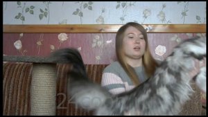 Мейн-кун. Когтеточка. Приучение кошки к когтеточке.