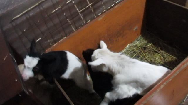 Козлятам неделя. 2021г.