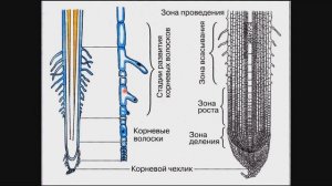 Биология Корень