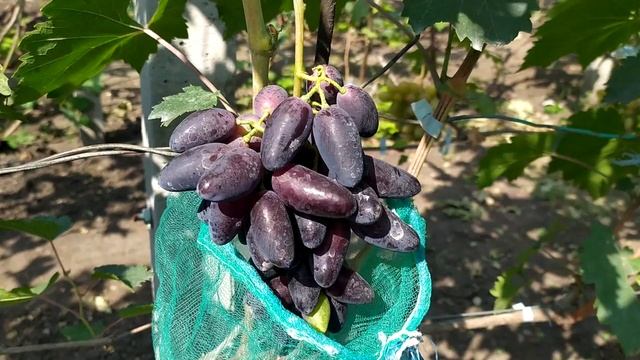 Виноград на моем участке часть 1.Александр Васильев. смотреть онлайн