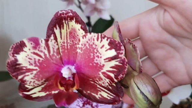 Наши орхидеи -- как посыл к Миру. Цветут Ph.Red Peacock ( Красный павлин),Queen Barry и др. смотреть онлайн