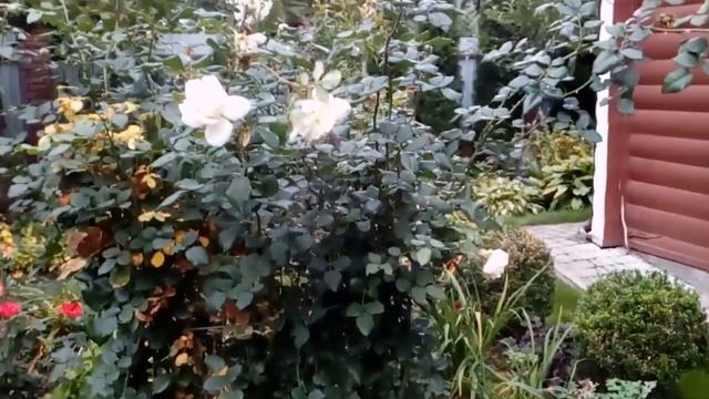 Цветущий сентябрь! #анемоны #гейхеры #розы #трициртис #колхикум #безвременник #сентябрь2021 смотреть онлайн