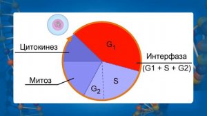 Жизненный цикл клетки. Видеоурок по биологии 10 класс