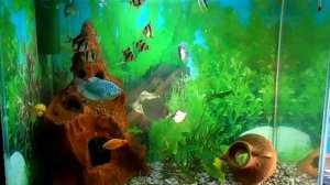 Аквариум 50 литров 3