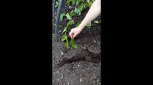 Галина Лотенкова делится опытом укоренения шелковицы.