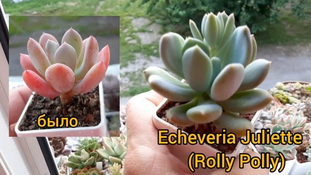 Суккуленты.Виды.Рубрика "Было-стало".Часть 3. смотреть онлайн