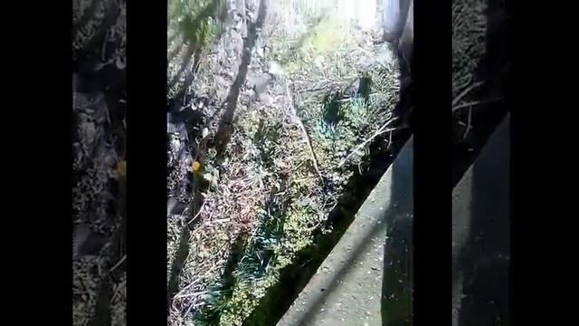 Мои палисадники. Часть первая. Чем занимаюсь в солнечные дни смотреть онлайн