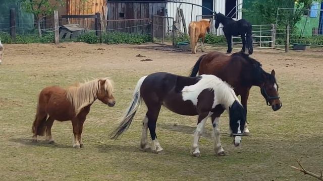 Вы помните песенку о пони? смотреть онлайн