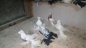 Голуби узбекской породы Сочи.