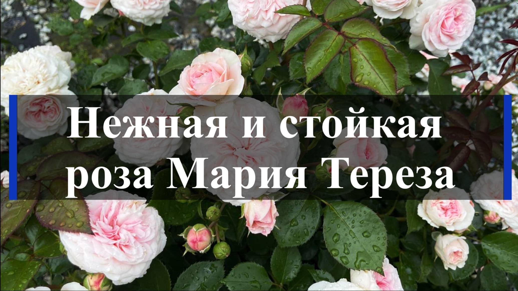 Нежная и стойкая роза Мария Тереза