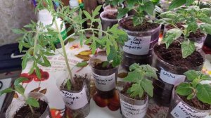 КАКИЕ ТИПЫ ЛИСТВЫ БЫВАЮТ У ПОМИДОР ??? 🍅🍅🍅 ВОТ ТАКАЯ РАЗНАЯ ЛИСТВА БЫВАЕТ У ТОМАТОВ 😜😜😜