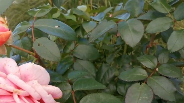 Черенкование в перлит. Начало смотреть онлайн