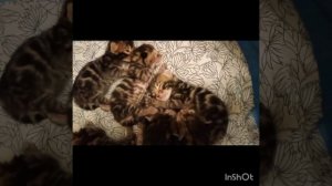 Бенгальские котята в питомнике Atlas Geri